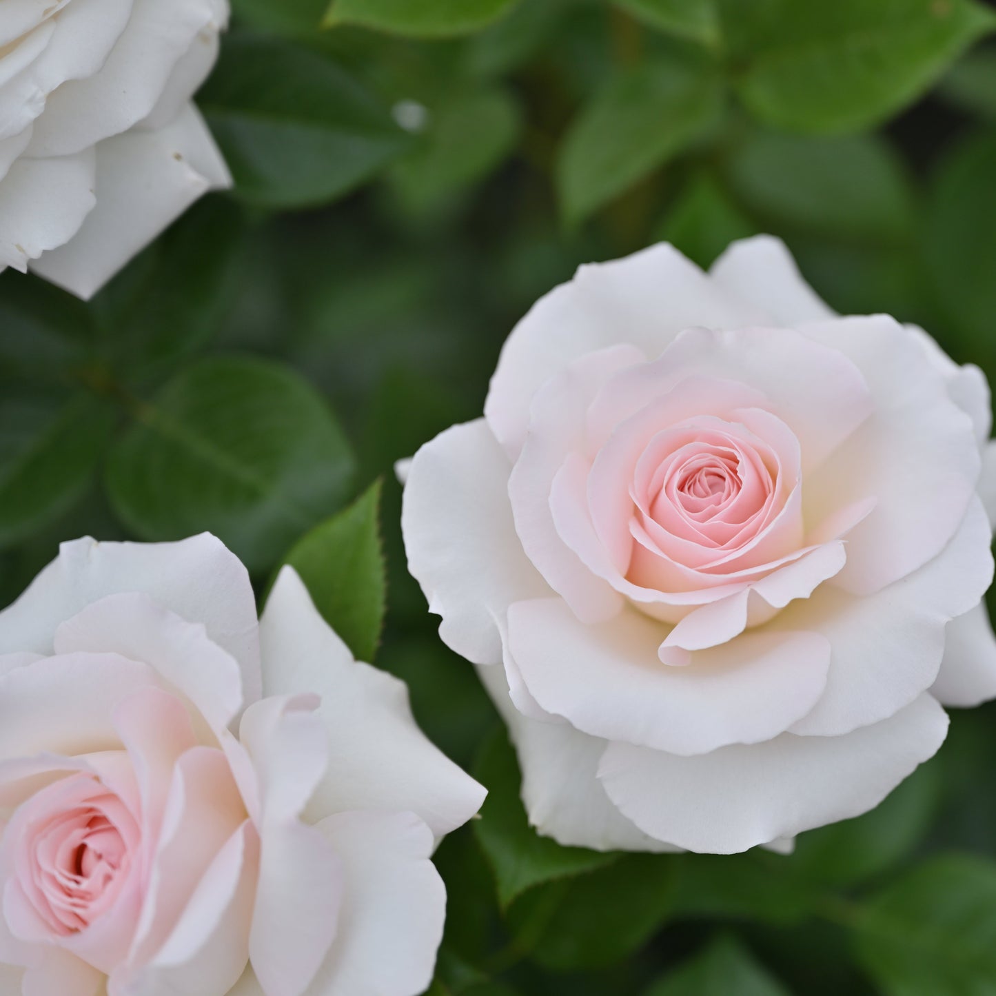 ラ・ソヴァジーヌ・テル・エ・パッション