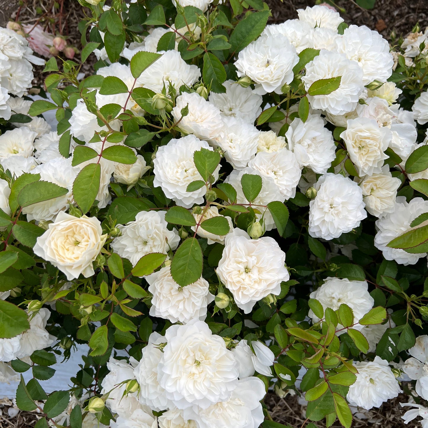 エトワール・ブラン