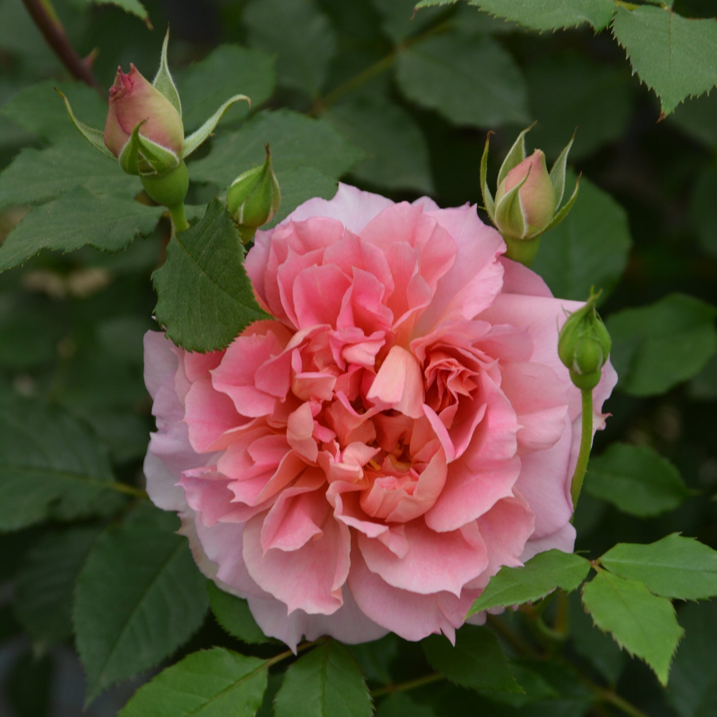 ムーンライトソナタ