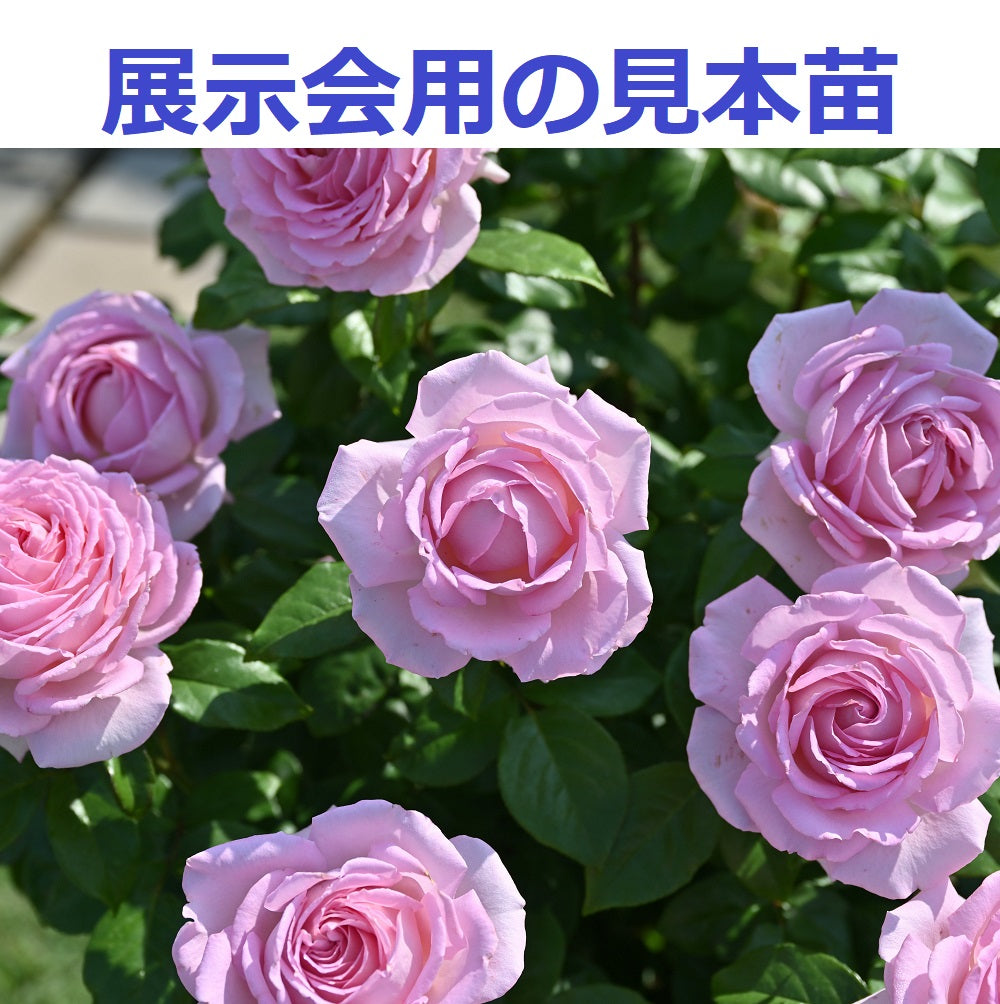 展示会用の見本苗(アローム・ディヴァン)