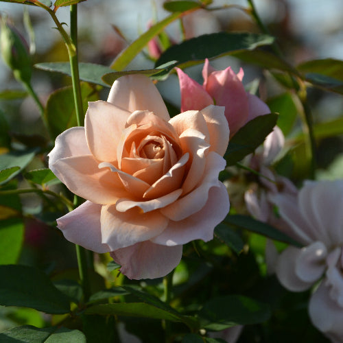 うののさらら【お一人様1点限り】 – はなはなショップ