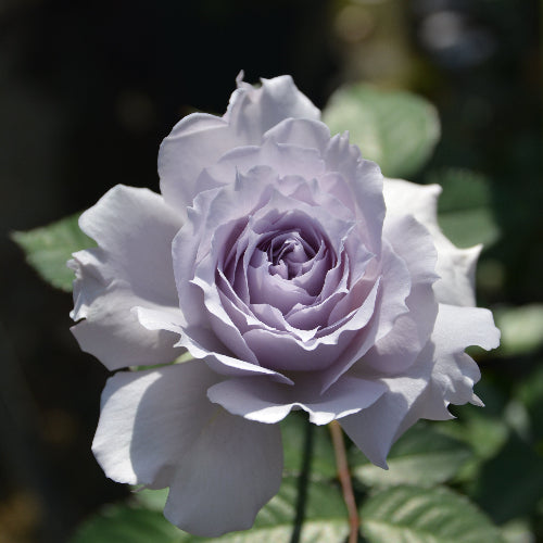 ウンディーネ【お一人様1点限り】