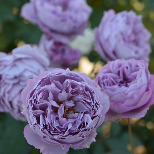 エリザベート【お一人様1点限り】