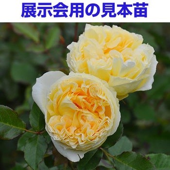 展示会用の見本苗(シシリエンヌ)