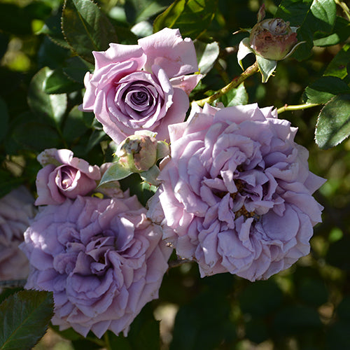 リリエンタール