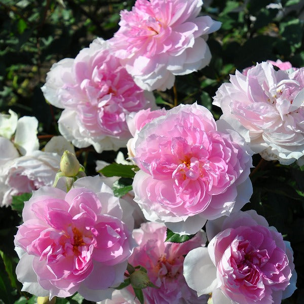 展示会用の見本苗(シャリマー)