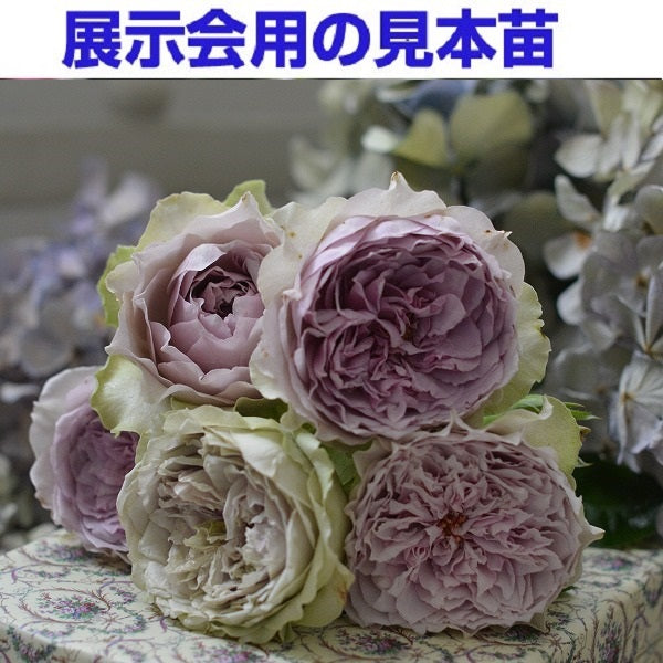 展示会用の見本苗(コフレ)