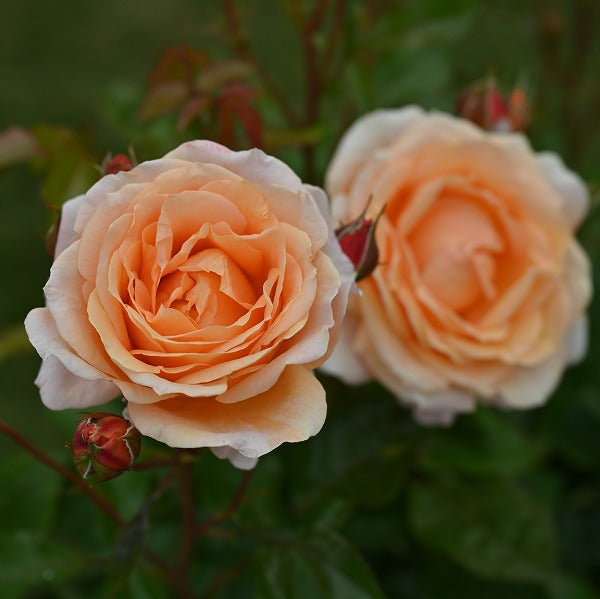 レ・グラン・ビュッフェ