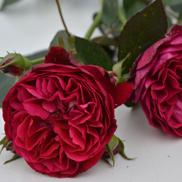 ルイス・キャロル