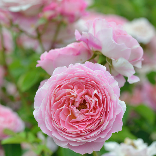 展示会用の見本苗(クロード・モネ)