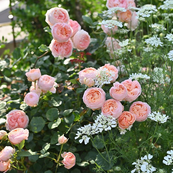 展示会用の見本苗(コンフィチュール)