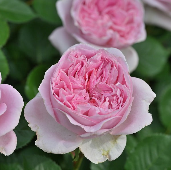 展示会用の見本苗(メアリーレノックス)