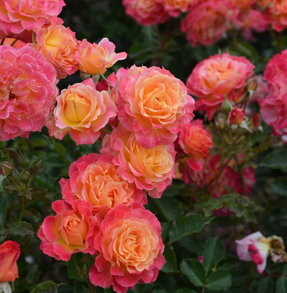 展示会用の見本苗(シャルール)