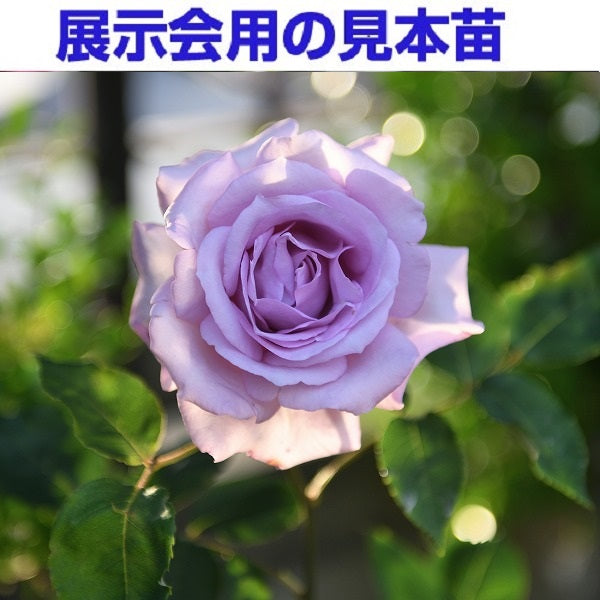 展示会用の見本苗(夜来香)