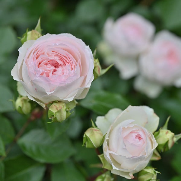 展示会用の見本苗(ロクサーヌ)