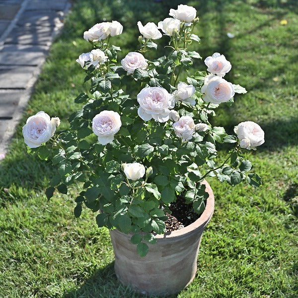 マハネ(長尺苗)