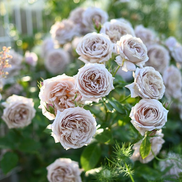 【展示会用の見本苗】パニエ(2574M)