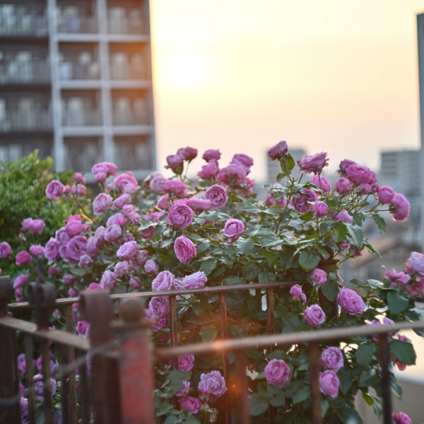 シュリンクス
