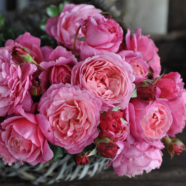 アブデル(長尺苗)