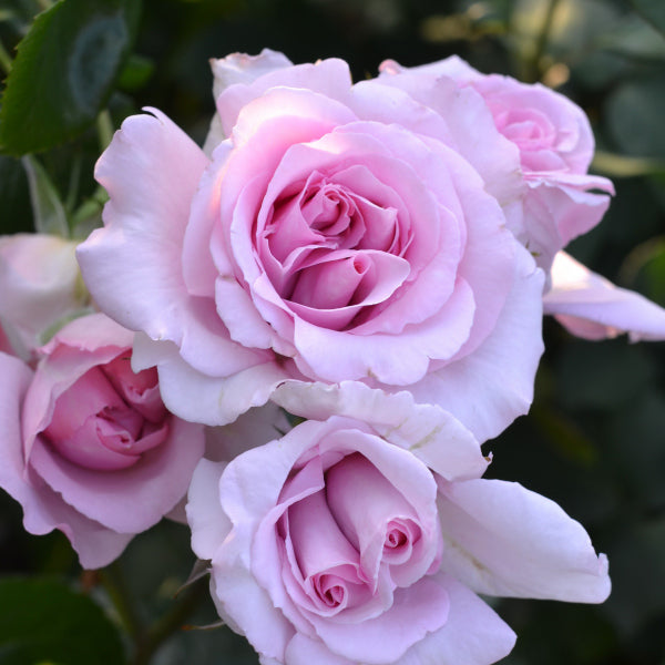 アベイ・ドゥ・ヴァルサント