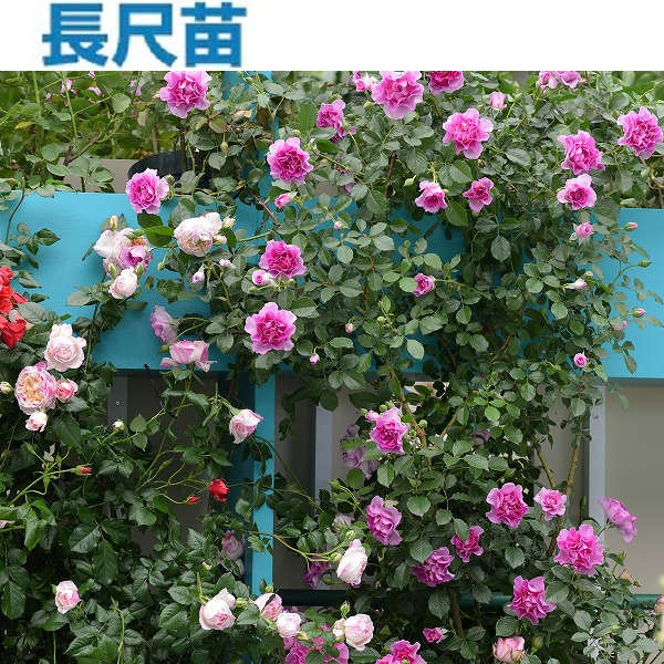 ラヴァンデ・パルフュメ(長尺苗)