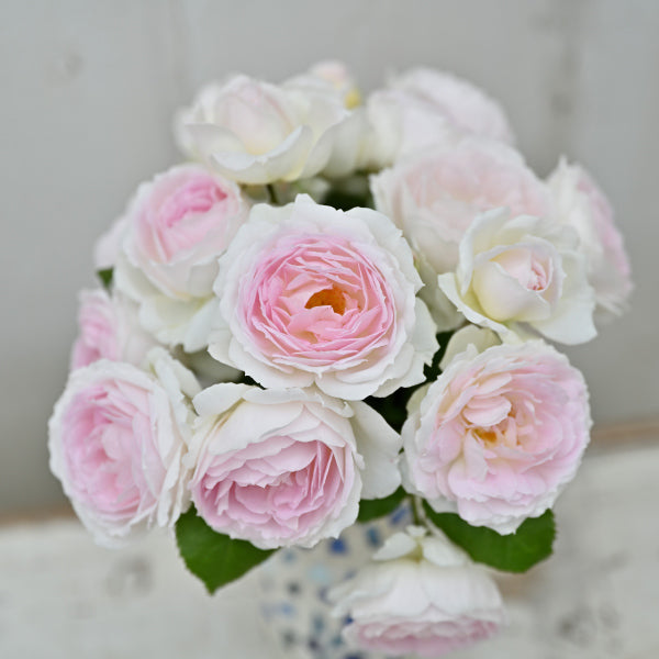 展示会用の見本苗(クルール・デ・ラムール)