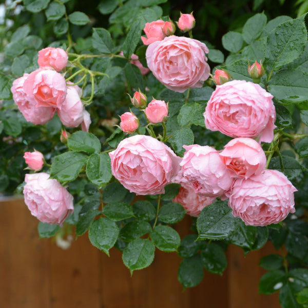 ロマンティックチュチュ