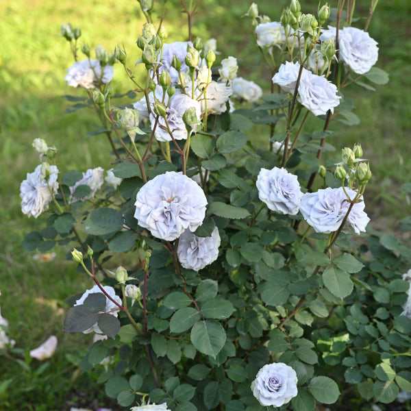 ブルーグラビティ—