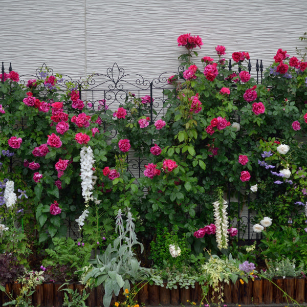 ギー・サヴォア(長尺苗)