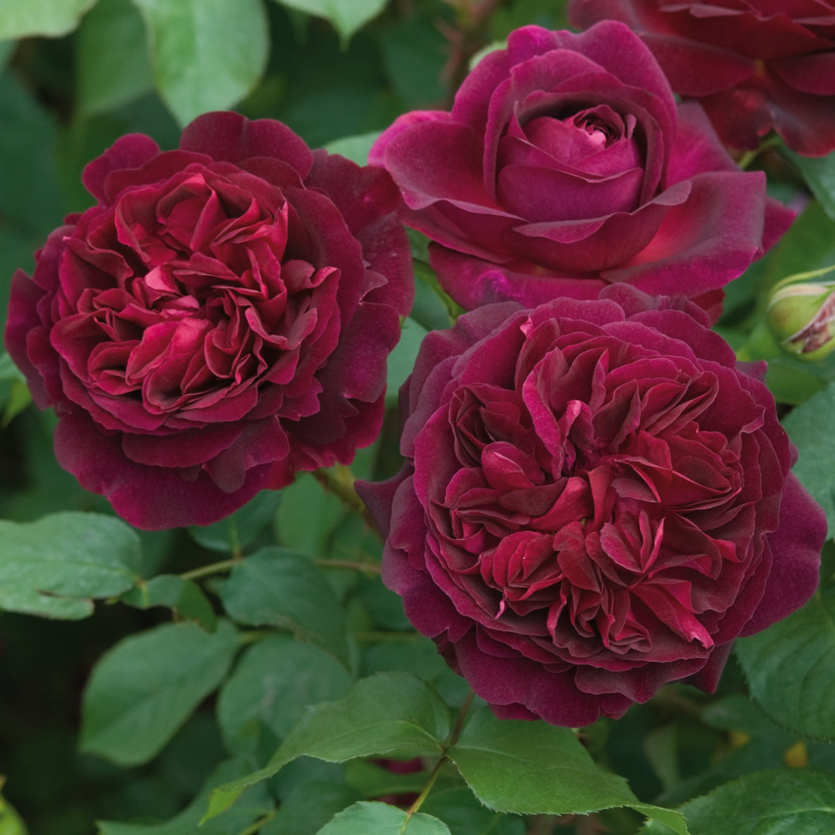 ムンステッド・ウッド(Munstead Wood)開花苗