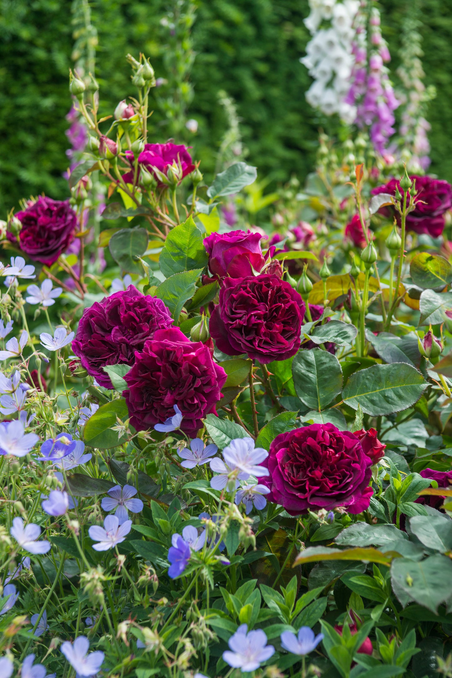 ムンステッド・ウッド(Munstead Wood)開花苗