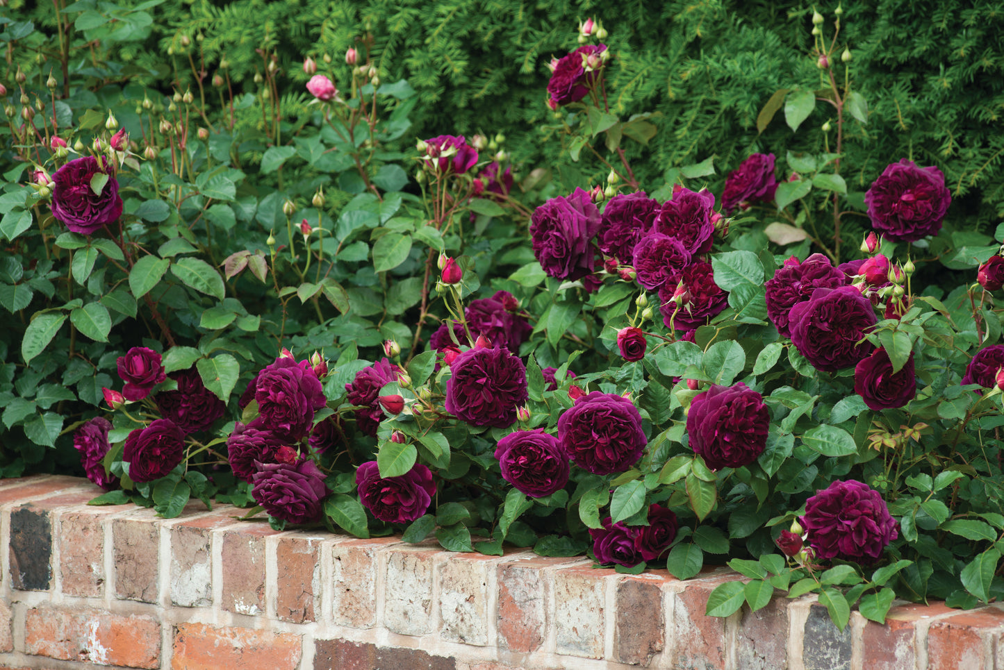 ムンステッド・ウッド(Munstead Wood)開花苗