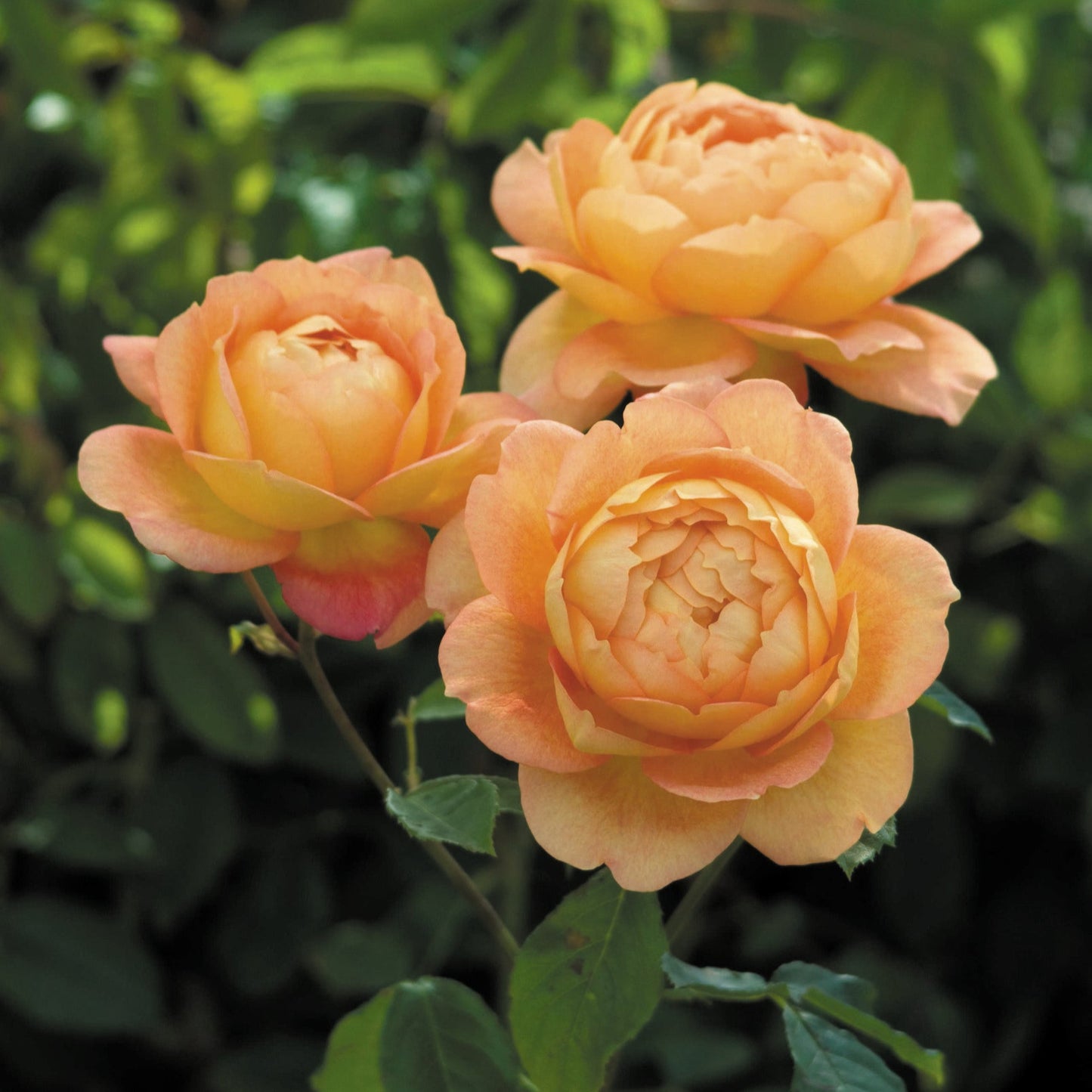 レディ・オブ・シャーロット(Lady of Shalott)開花苗