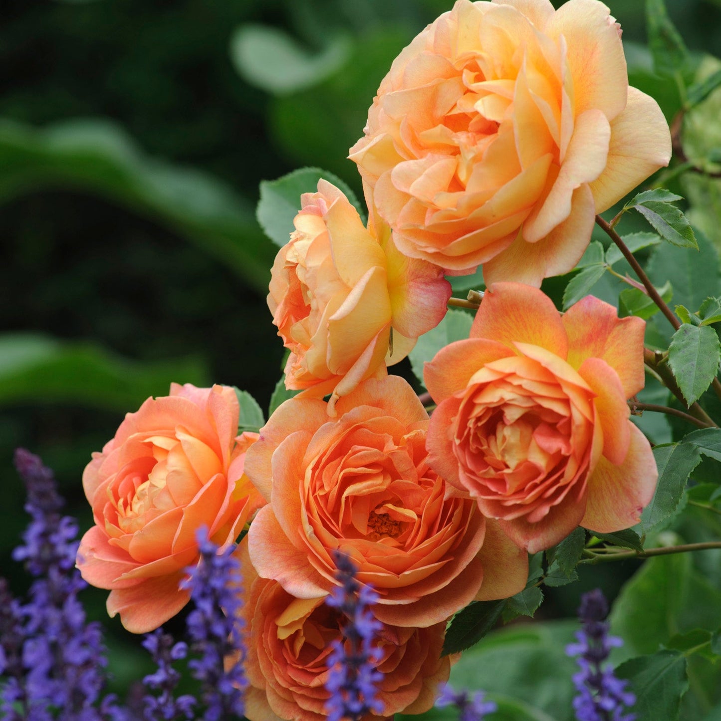 レディ・オブ・シャーロット(Lady of Shalott)開花苗