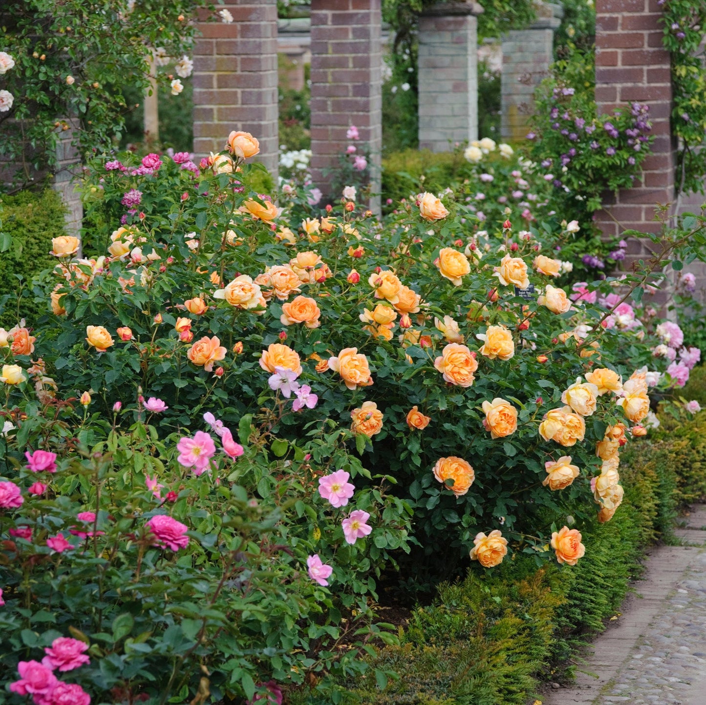 レディ・オブ・シャーロット(Lady of Shalott)開花苗