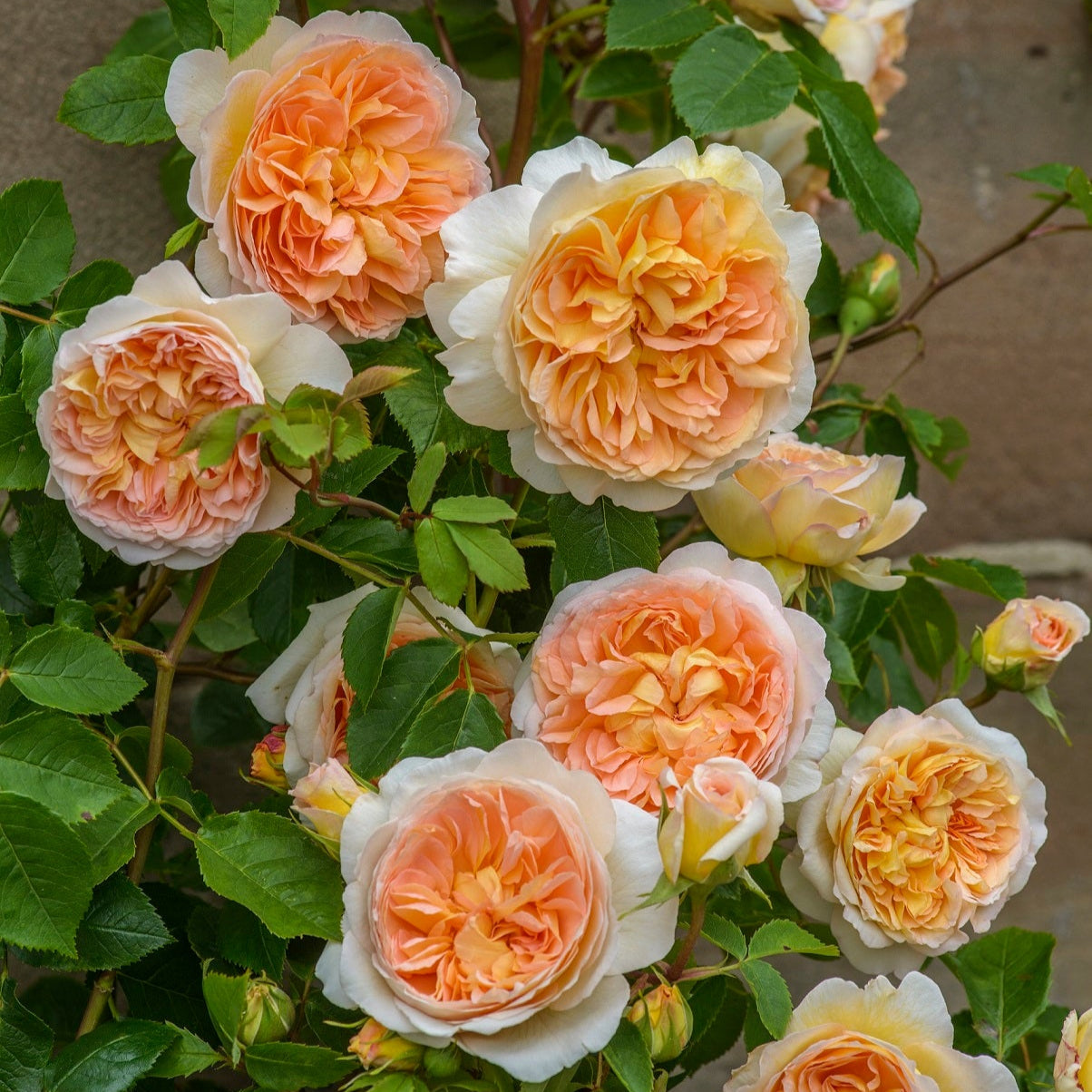バスシーバ(Bathsheba)開花苗