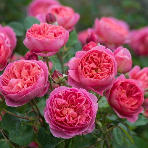 ボスコベル(Boscobel)開花苗