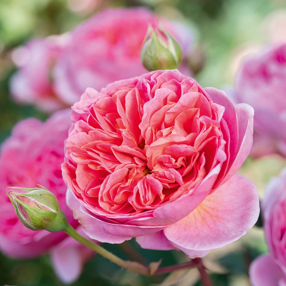 ボスコベル(Boscobel)開花苗