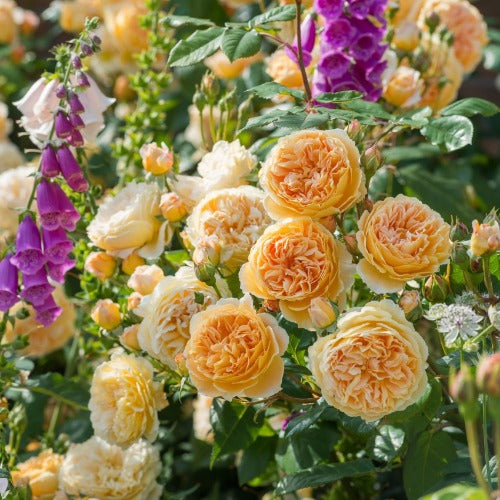 クラウン・プリンセス・マルガリータ（Crown Princess Margareta）開花苗