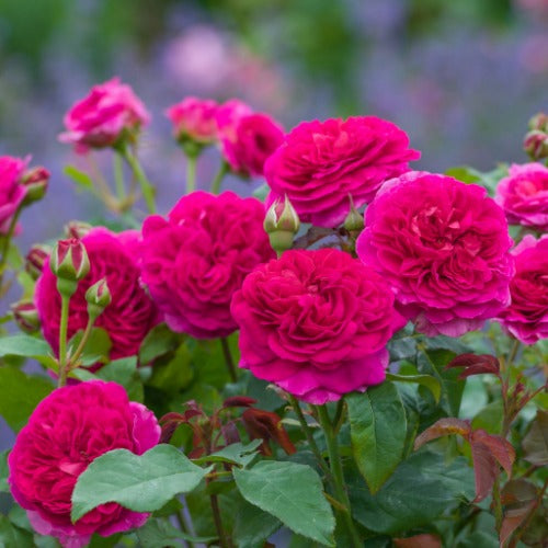 ガブリエルオーク (Gabriel Oak)大苗(25971)