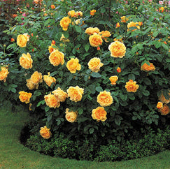 ゴールデン・セレブレーション(Golden Celebration)大苗