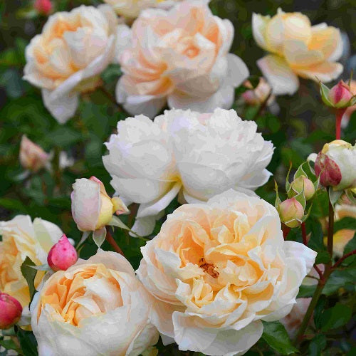 シャンパーニュ