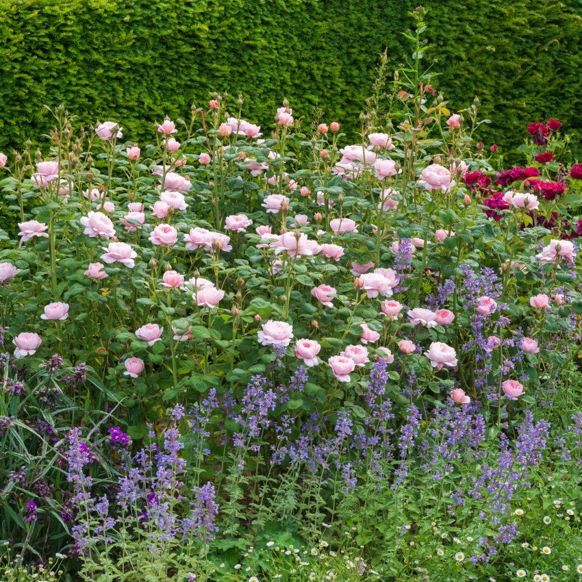 クイーン・オブ・スウェーデン(Queen of Sweden)大苗(29771)