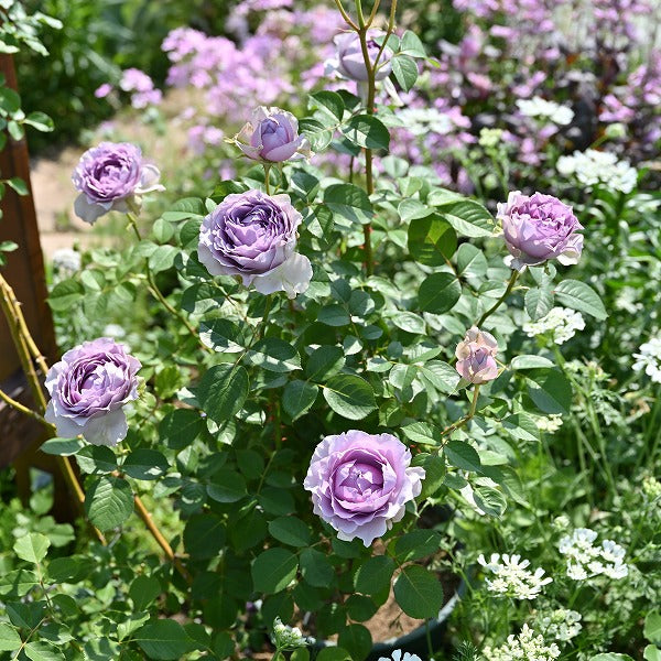 コフレ(長尺苗)