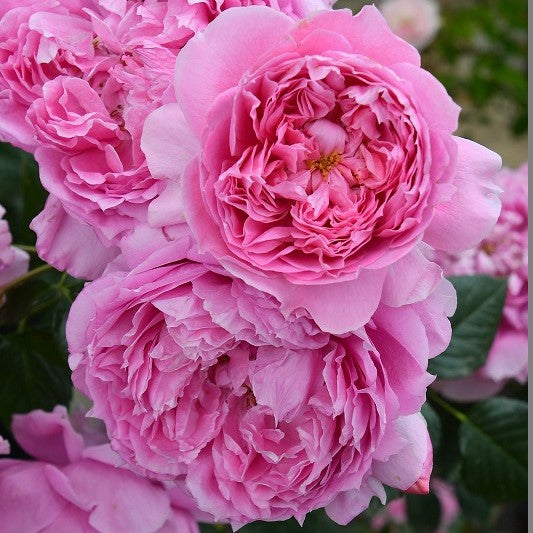 プリマヴィスタ