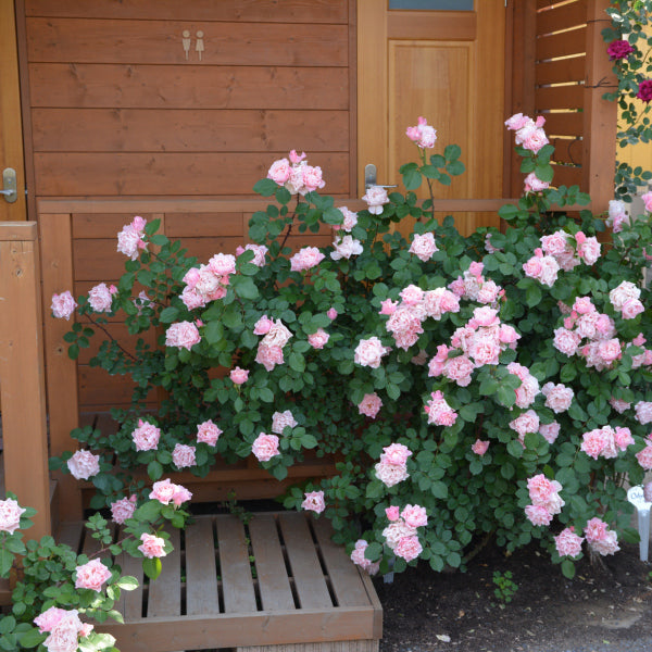 展示会用の見本苗(ダフネ)