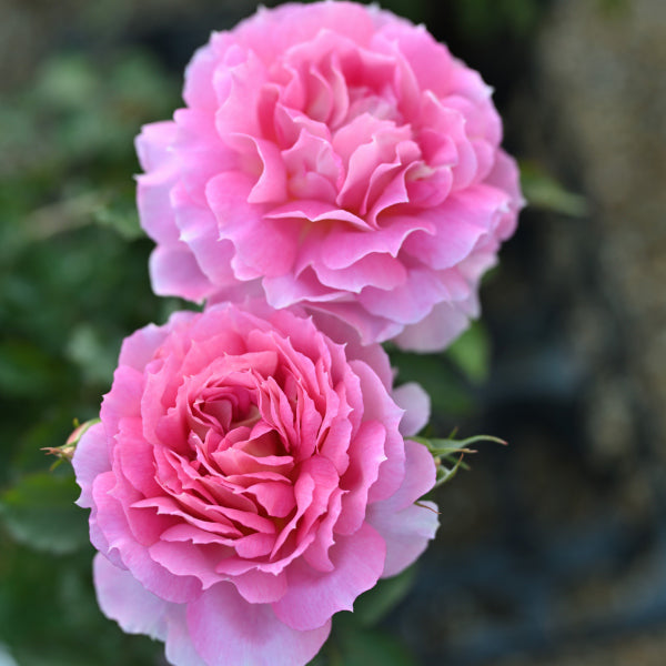 ペネロペイア(長尺苗)