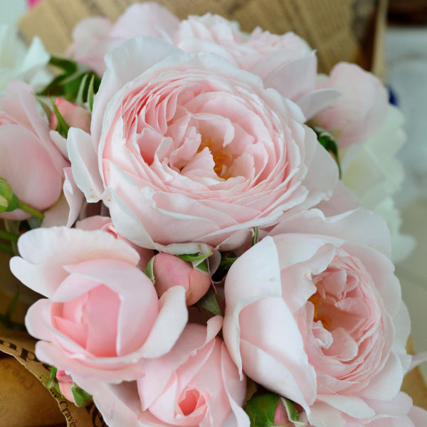 展示会用の見本苗(ナエマ)