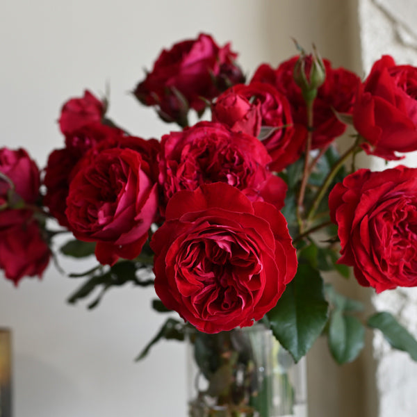 展示会用の見本苗(マイローズ)