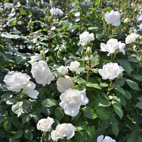 展示会用の見本苗(アンナプルナ)